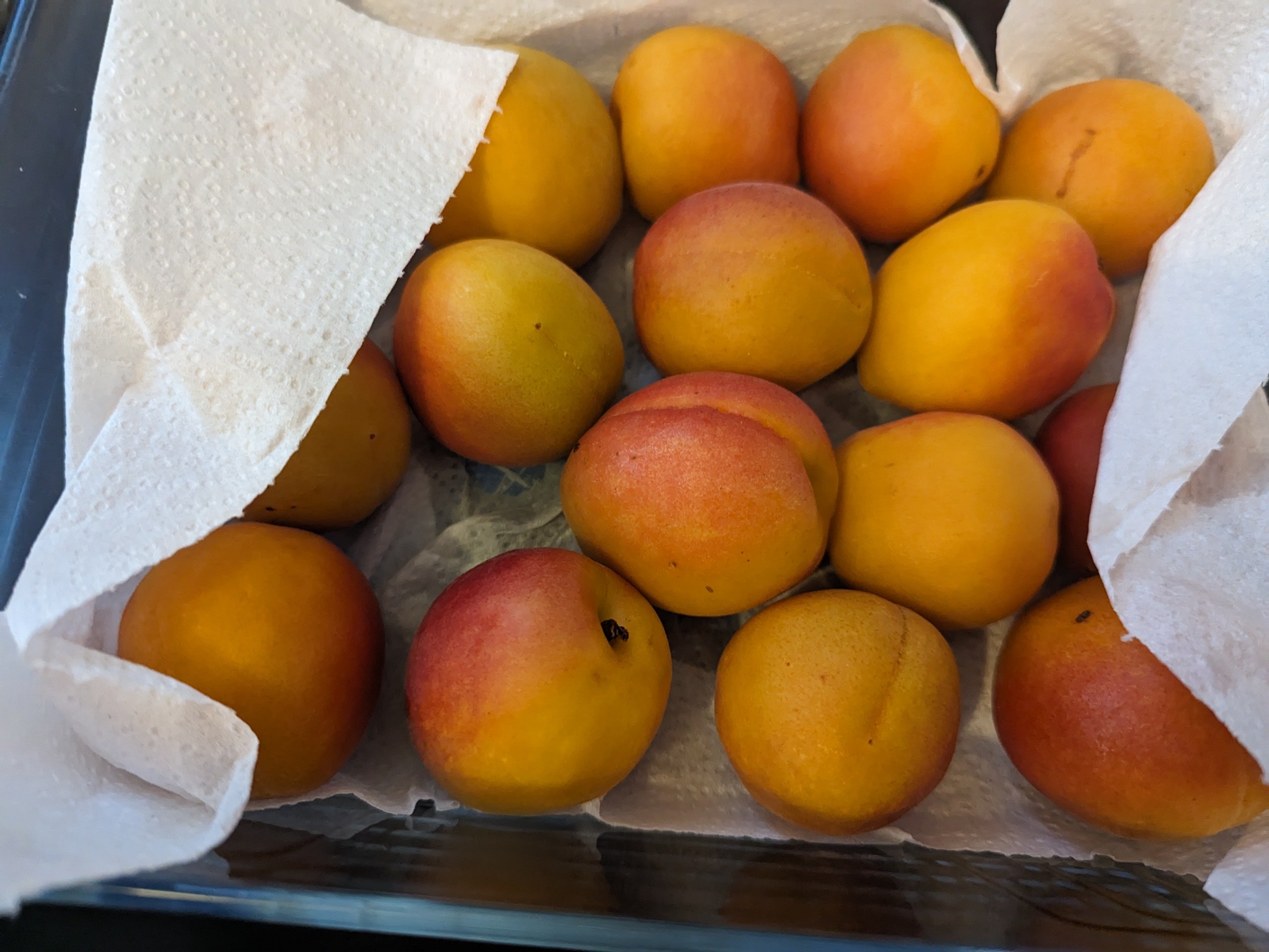 apricot